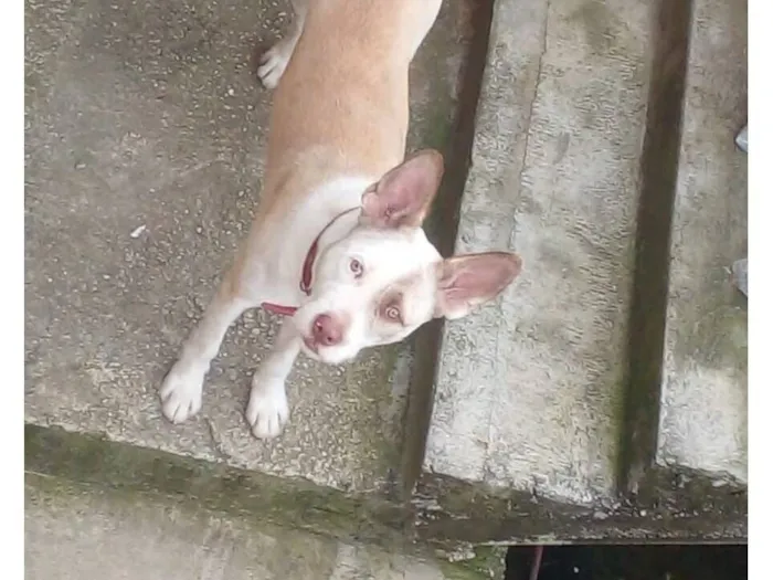 Cachorro raça SRD-ViraLata idade 1 ano nome Lupe