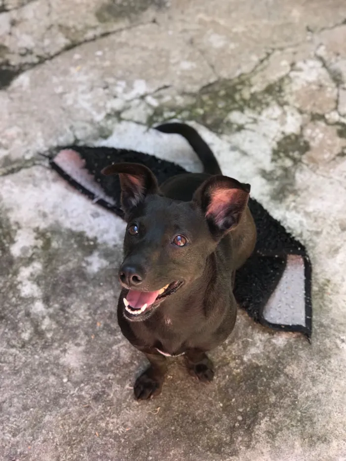 Cachorro raça SRD-ViraLata idade 4 anos nome Lontra