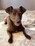 Cachorro raça SRD-ViraLata idade 4 anos nome Lontra