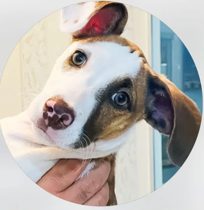 Cachorro raça SRD-ViraLata idade 3 anos nome Ludmylla