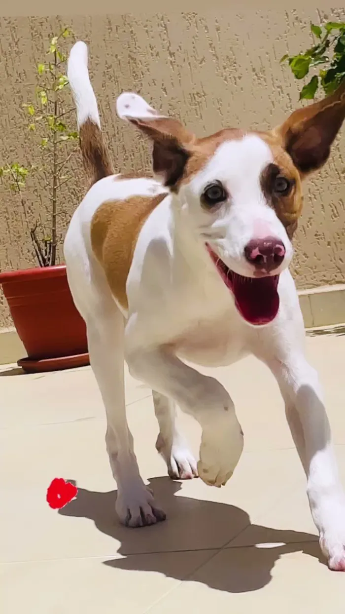 Cachorro raça SRD-ViraLata idade 3 anos nome Ludmylla