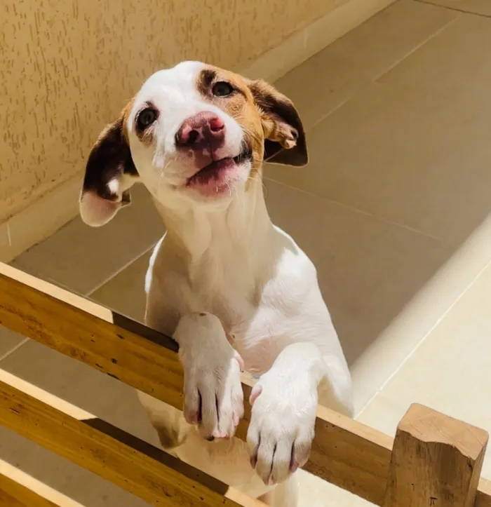 Cachorro raça SRD-ViraLata idade 3 anos nome Ludmylla