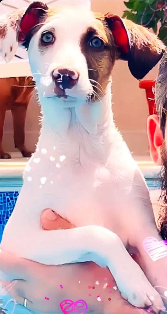 Cachorro raça SRD-ViraLata idade 3 anos nome Ludmylla