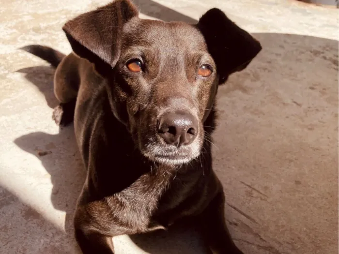 Cachorro raça SRD-ViraLata idade 4 anos nome Lontra