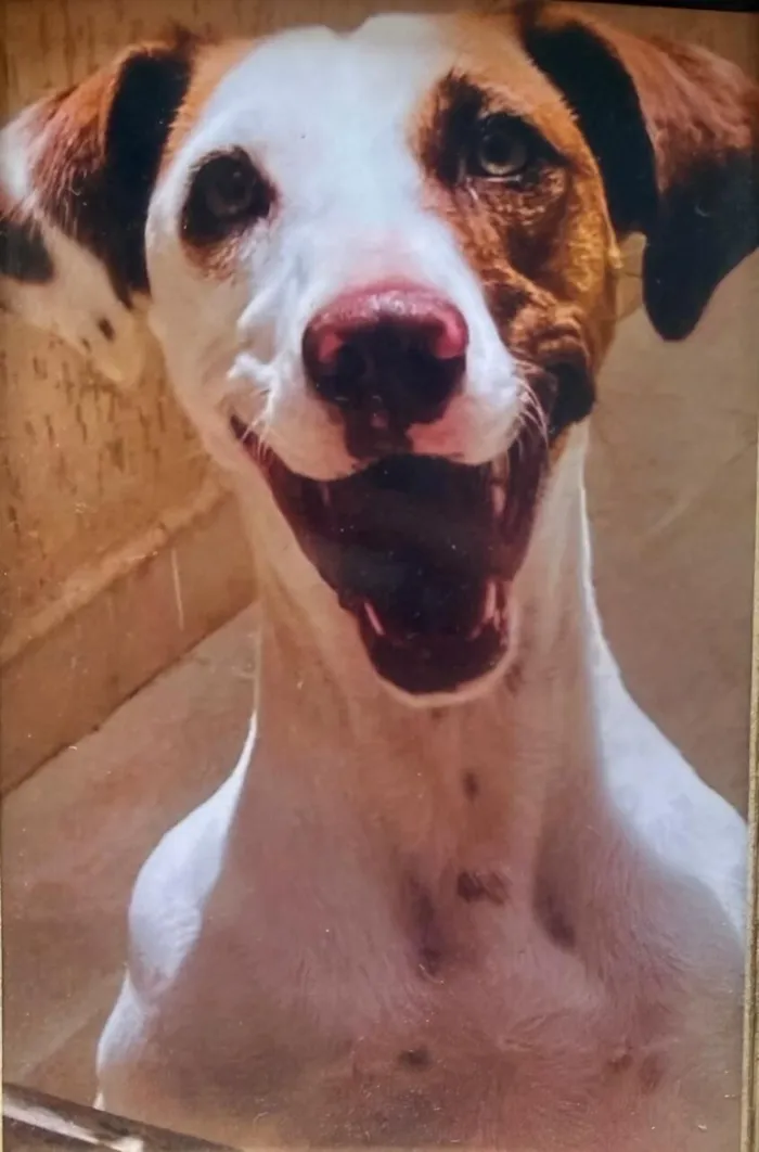 Cachorro raça SRD-ViraLata idade 3 anos nome Ludmylla