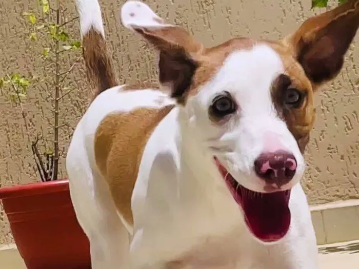 Cachorro raça SRD-ViraLata idade 3 anos nome Ludmylla