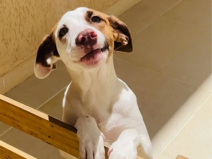 Cachorro raça SRD-ViraLata idade 3 anos nome Ludmylla