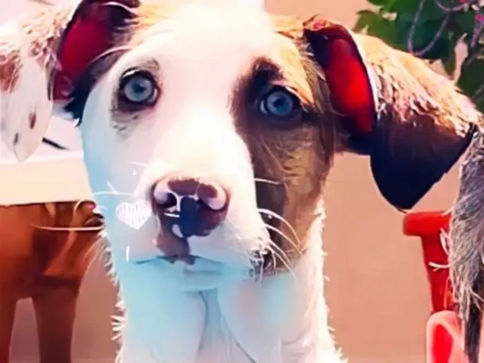 Cachorro raça SRD-ViraLata idade 3 anos nome Ludmylla