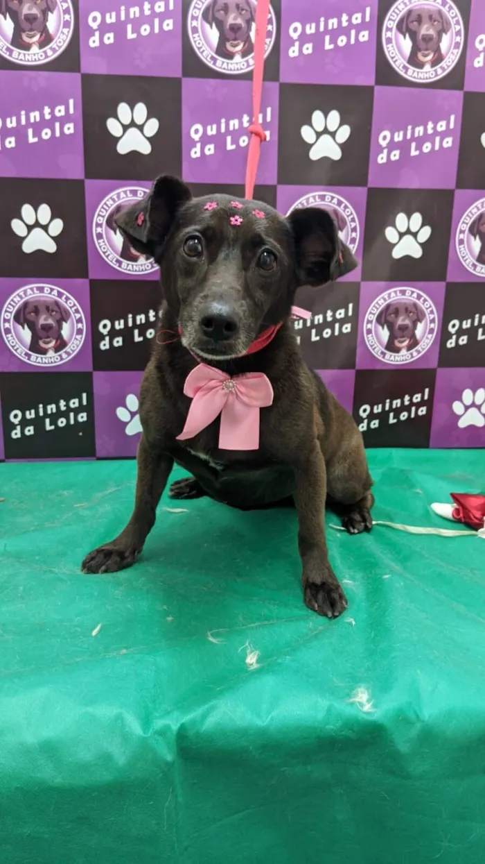 Cachorro raça SRD-ViraLata idade 4 anos nome Lontra