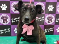 Cachorro raça SRD-ViraLata idade 4 anos nome Lontra