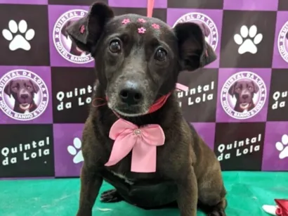 Cachorro raça SRD-ViraLata idade 4 anos nome Lontra