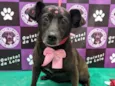 Cachorro raça SRD-ViraLata idade 4 anos nome Lontra