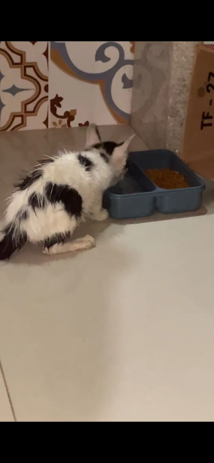 Gato raça SRD-ViraLata idade 2 a 6 meses nome Negresco 