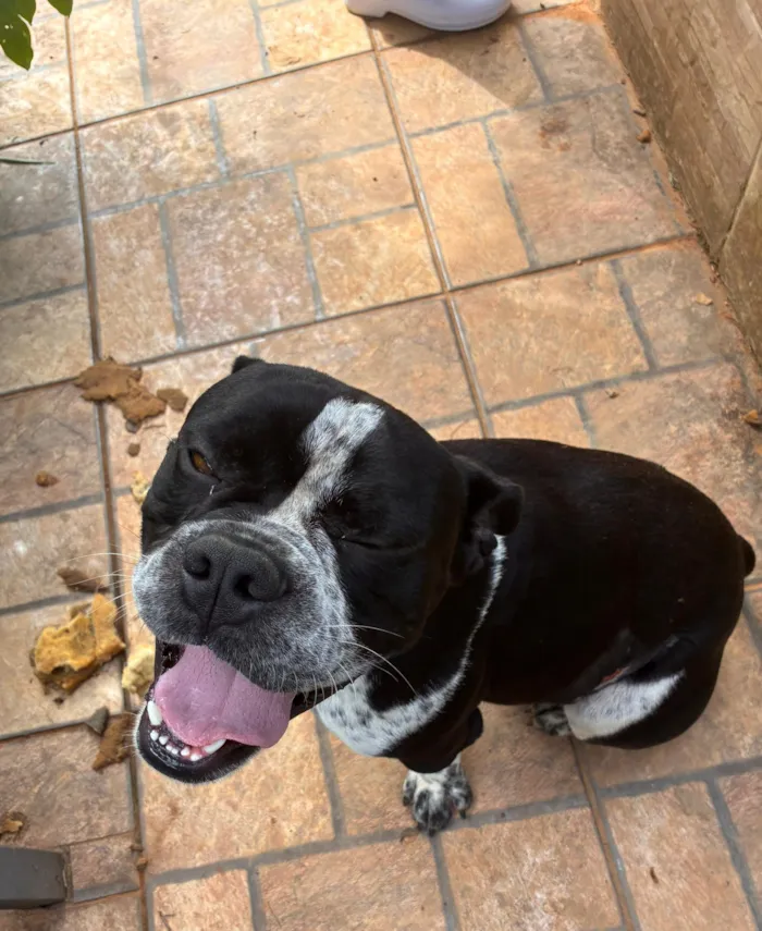 Cachorro raça Bulldog idade 2 anos nome Denise longo