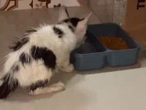 Gato raça SRD-ViraLata idade 2 a 6 meses nome Negresco 