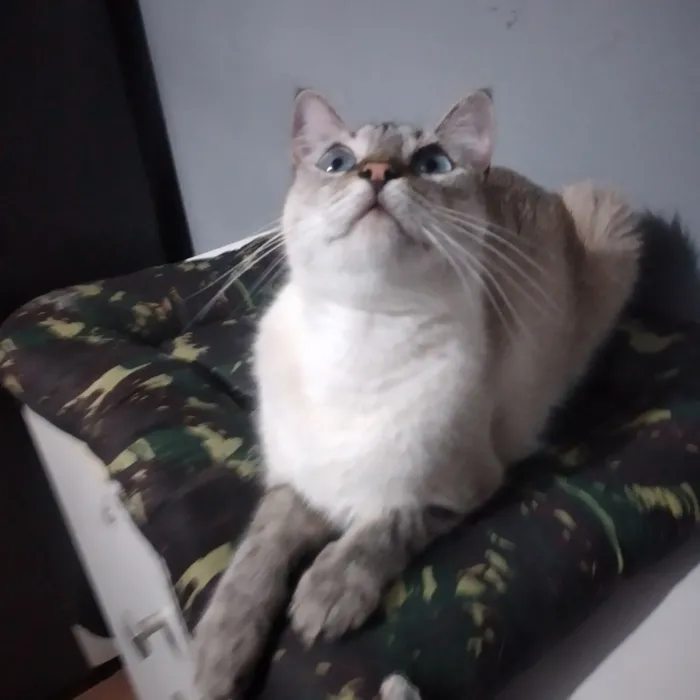 Gato raça SRD-ViraLata idade 2 anos nome Mia