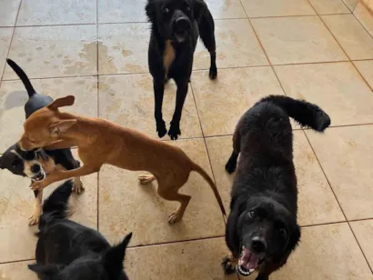 Cachorro raça SRD-ViraLata idade 2 anos nome Obs