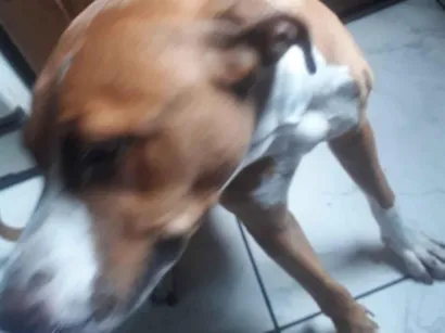 Cachorro raça Pit-Bull idade 1 ano nome Bebeu 