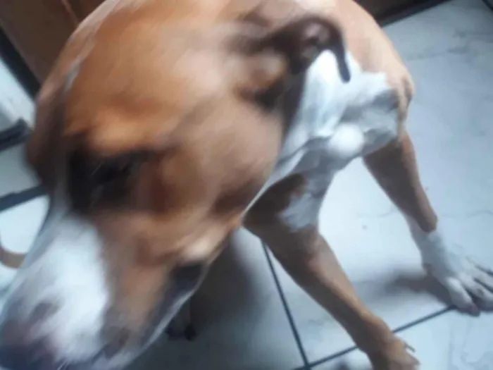 Cachorro raça Pit-Bull idade 1 ano nome Bebeu 