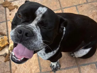 Cachorro raça Bulldog idade 2 anos nome Denise longo