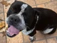 Cachorro raça Bulldog idade 2 anos nome Denise longo