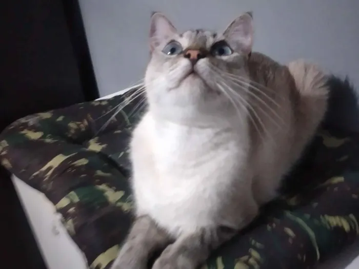 Gato raça SRD-ViraLata idade 2 anos nome Mia