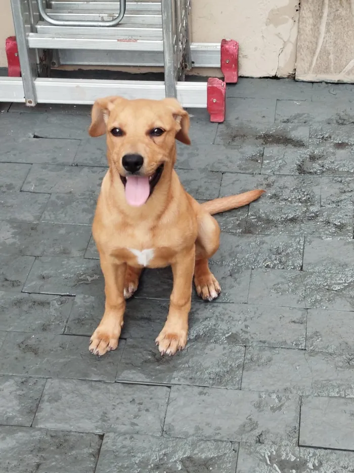 Cachorro raça SRD-ViraLata idade 2 a 6 meses nome PIETRA