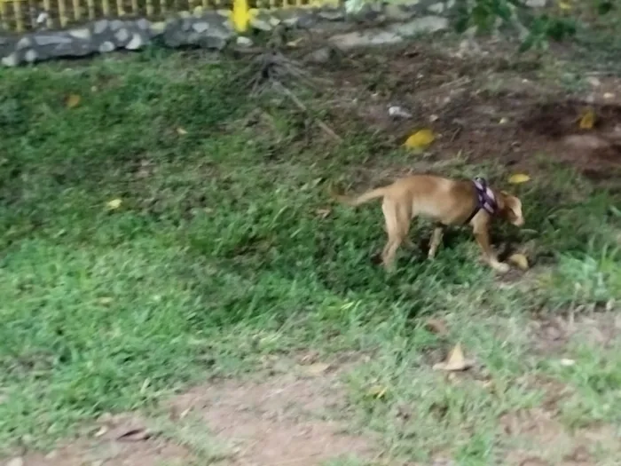 Cachorro raça SRD-ViraLata idade 2 a 6 meses nome PIETRA