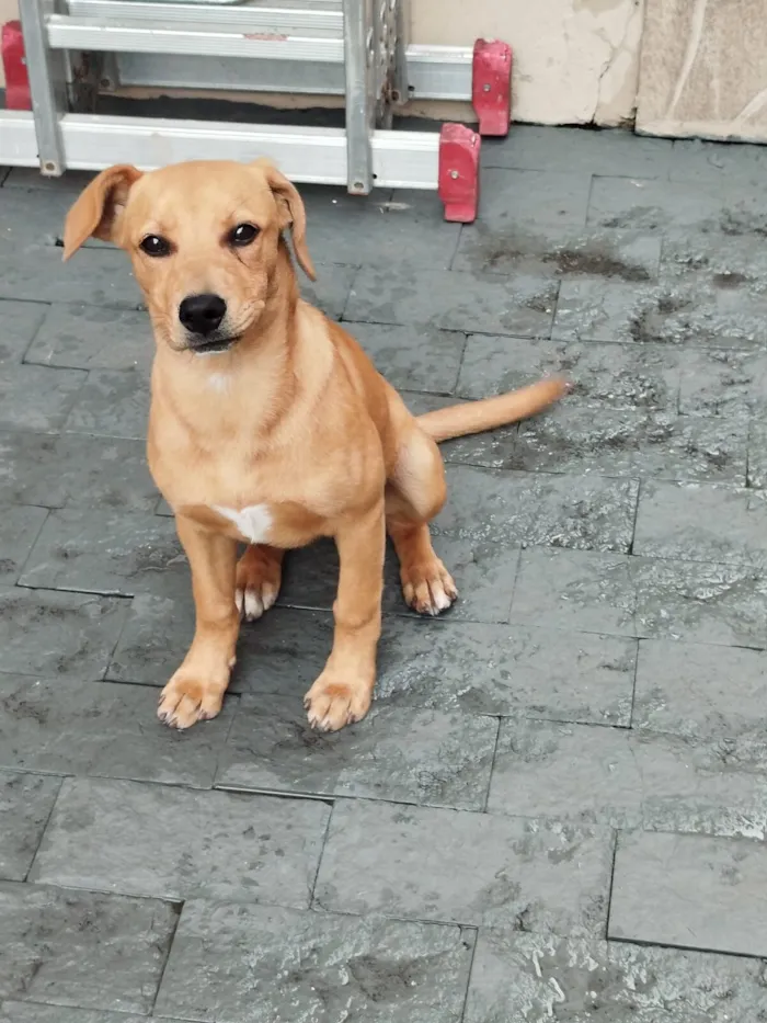 Cachorro raça SRD-ViraLata idade 2 a 6 meses nome PIETRA
