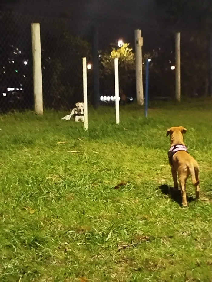 Cachorro raça SRD-ViraLata idade 2 a 6 meses nome PIETRA