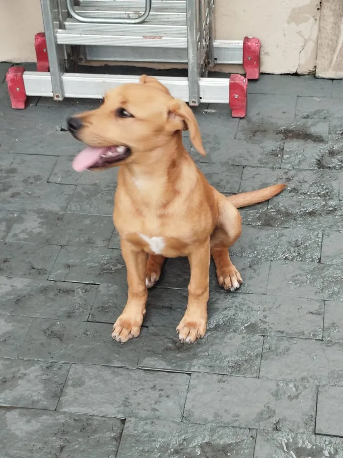 Cachorro raça SRD-ViraLata idade 2 a 6 meses nome PIETRA