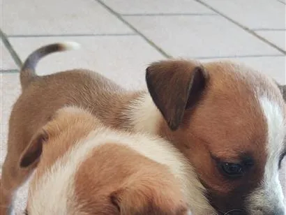 Cachorro raça SRD-ViraLata idade 2 a 6 meses nome Sem nomes