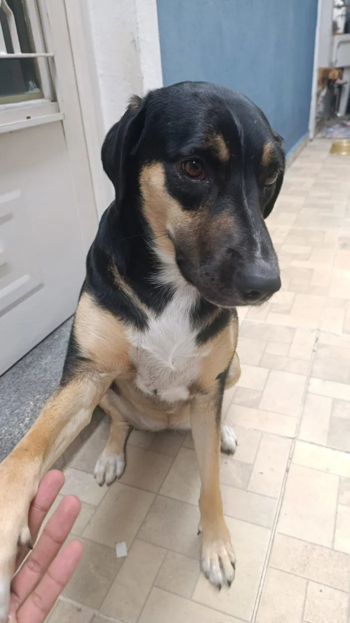 Cachorro raça SRD-ViraLata idade 1 ano nome Preta 