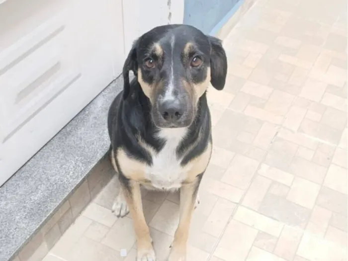 Cachorro raça SRD-ViraLata idade 1 ano nome Preta 