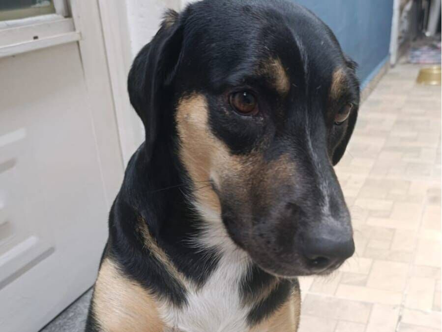 Cachorro raça SRD-ViraLata idade 1 ano nome Preta 