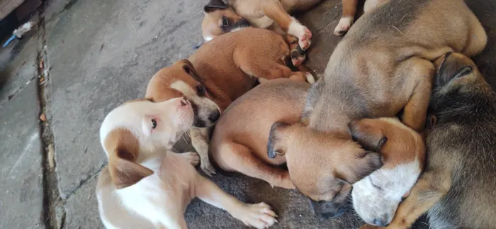 Cachorro raça SRD-ViraLata idade 2 a 6 meses nome Sem nomes 