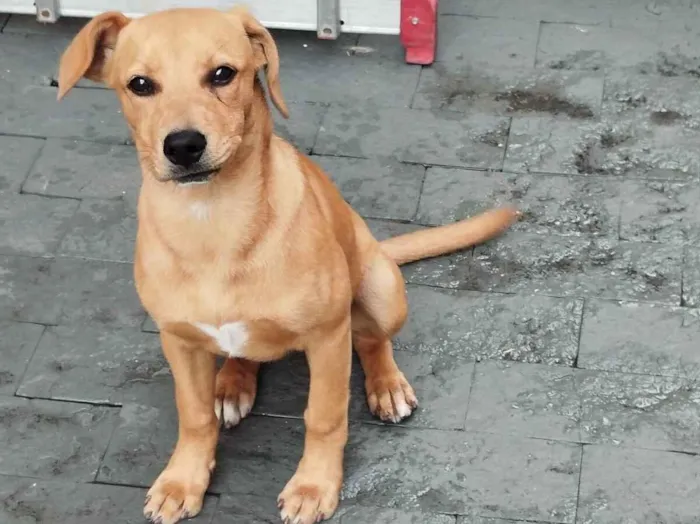 Cachorro raça SRD-ViraLata idade 2 a 6 meses nome PIETRA