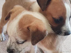 Cachorro raça SRD-ViraLata idade 2 a 6 meses nome Sem nomes