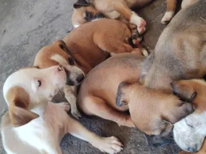 Cachorro raça SRD-ViraLata idade 2 a 6 meses nome Sem nomes 