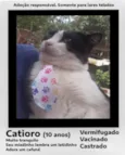 Catioro — O gatinho do miado único, tranquilo e cheio de amor! 