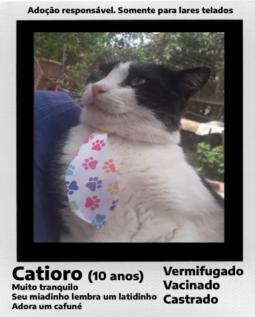 Gato raça SRD-ViraLata idade 6 ou mais anos nome Catioro — O gatinho do miado único, tranquilo e cheio de amor! 