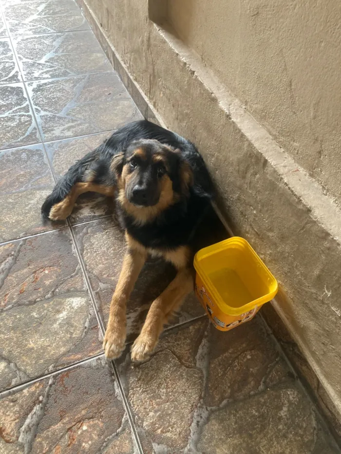 Cachorro raça SRD-ViraLata idade 7 a 11 meses nome Jake