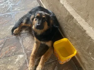 Cachorro raça SRD-ViraLata idade 7 a 11 meses nome Jake