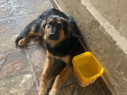 Cachorro raça SRD-ViraLata idade 7 a 11 meses nome Jake