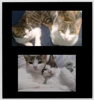 Gato raça SRD-ViraLata idade 6 ou mais anos nome Yumi e Hanzo