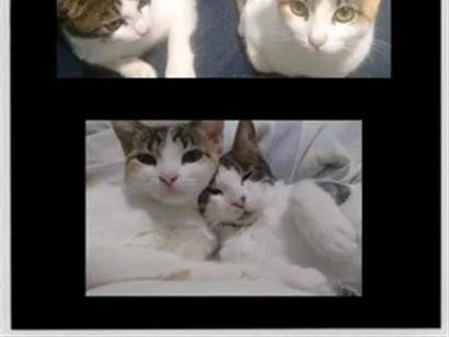 Gato raça SRD-ViraLata idade 6 ou mais anos nome Yumi e Hanzo