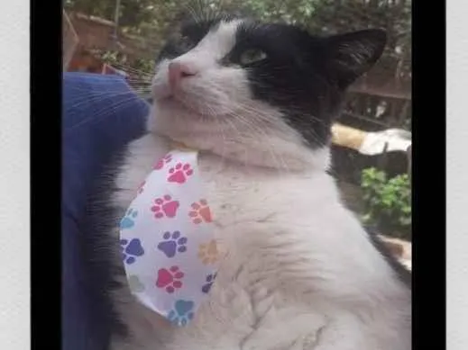 Gato raça SRD-ViraLata idade 6 ou mais anos nome Catioro — O gatinho do miado único, tranquilo e cheio de amor! 