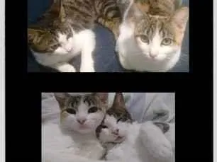 Gato raça SRD-ViraLata idade 6 ou mais anos nome Yumi e Hanzo