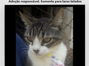 Gato raça SRD-ViraLata idade 4 anos nome Menino