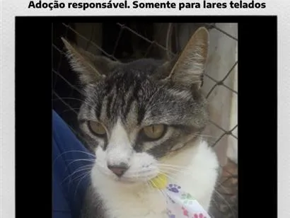 Gato raça SRD-ViraLata idade 4 anos nome Menino